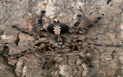 Poecilotheria ornata SLING TARANTULA